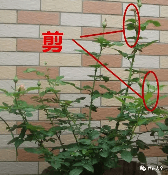 剪掉多余的花苞