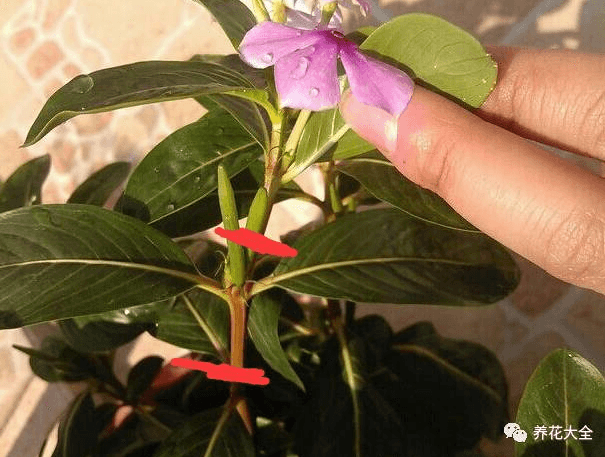 长春花嫩芽