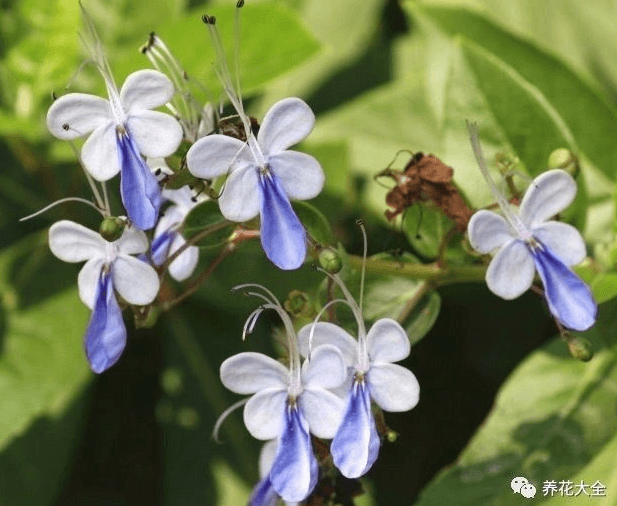 蝴蝶花