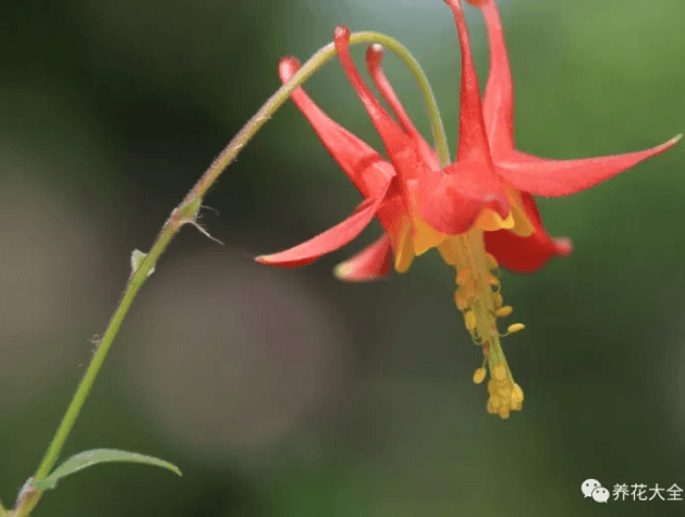 westerncolumbine