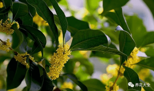 桂花的植株