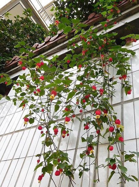 蔓性风铃花植株