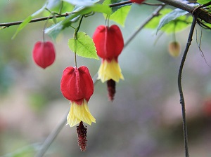 蔓性风铃花