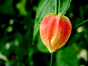 蔓性风铃花植株