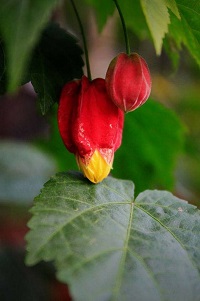 蔓性风铃花的花朵