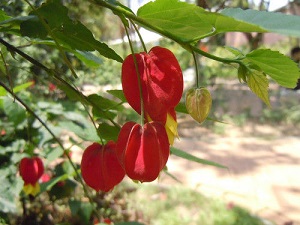 蔓性风铃花