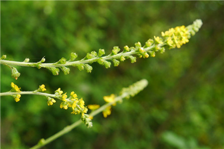 龙芽