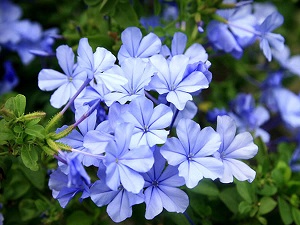 蓝雪花植株