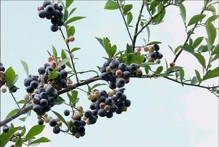 乌饭子植株