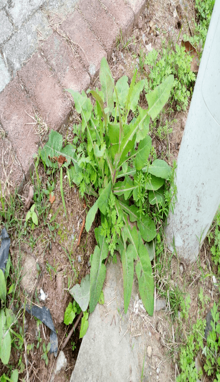 败酱草