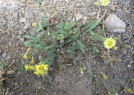 野生败酱草