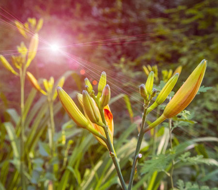 黄花菜的花苞