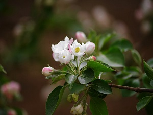 沙果树开花