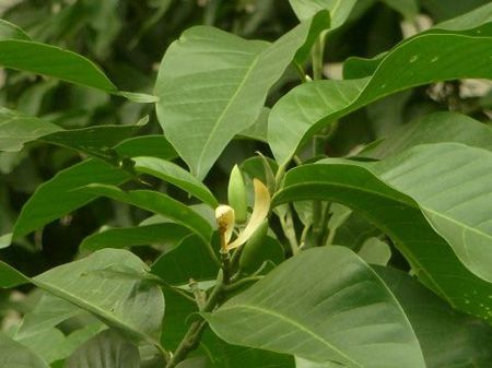 黄桷兰植株