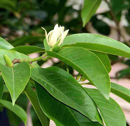 黄桷兰植株