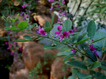 胡枝子开花