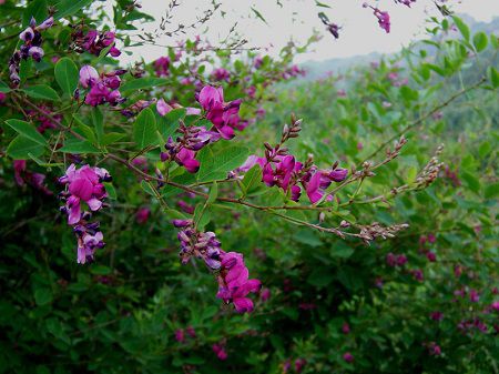 胡枝子开花