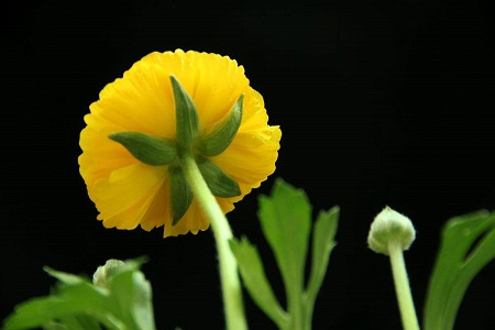 芹叶牡丹植株