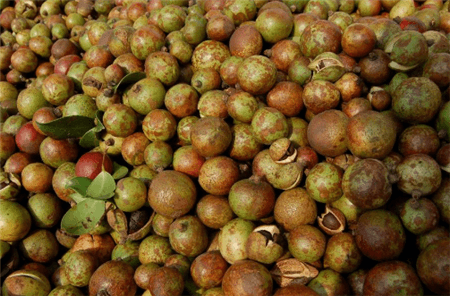 油茶果实