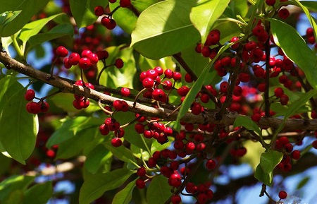 红果冬青植株