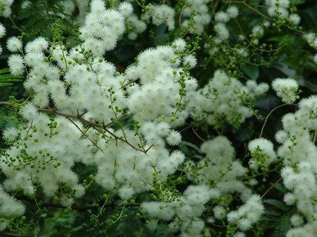 银合欢的花朵