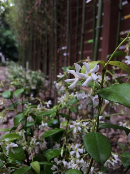 风车茉莉