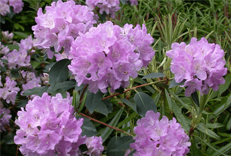 山育杜鹃花朵