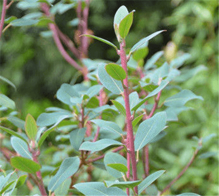 山育杜鹃的植株