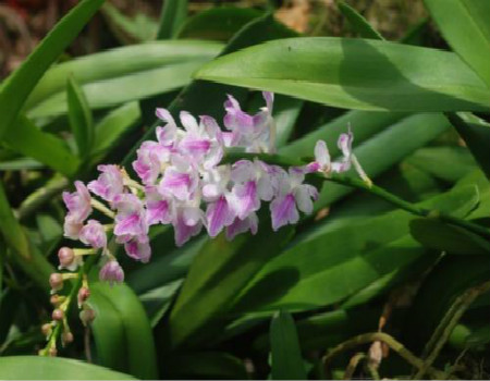 多花指甲兰植株