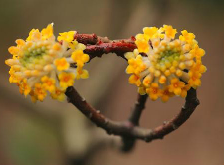 结香花