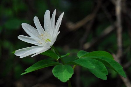 多倍银莲花