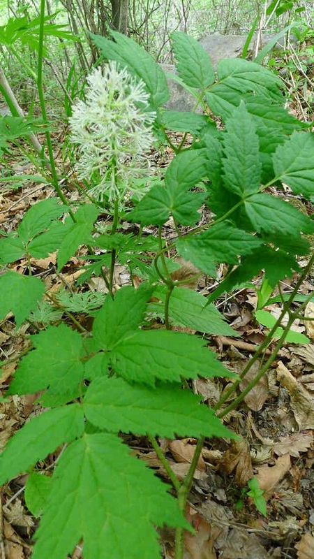 类叶升麻植株