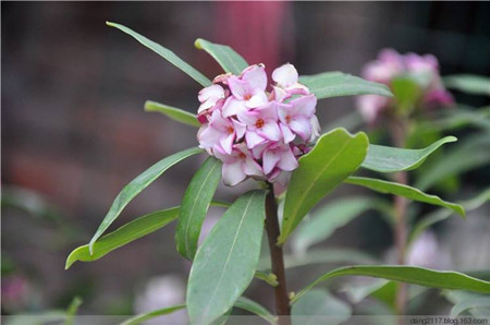 好看的瑞香花