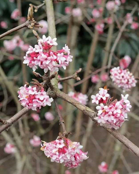 洋琼花