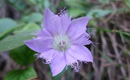 红花龙胆