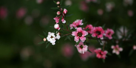 松红梅的花朵