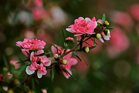 松红梅植株