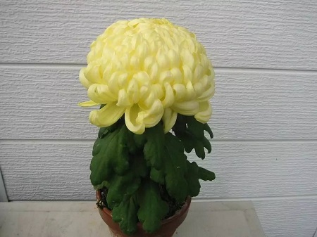 独本菊植株