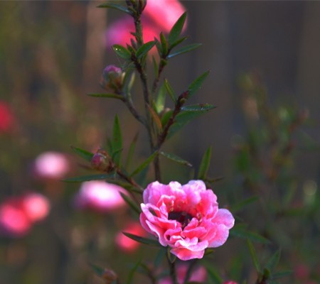 松红梅植株