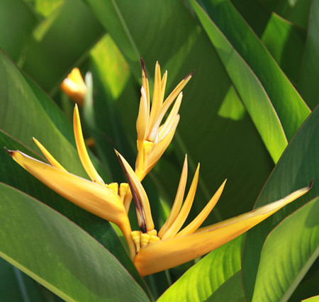 蝎尾蕉植株