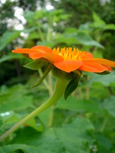 肿柄菊的花朵