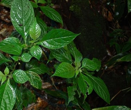 红丝线植株