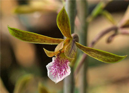 美冠兰植株