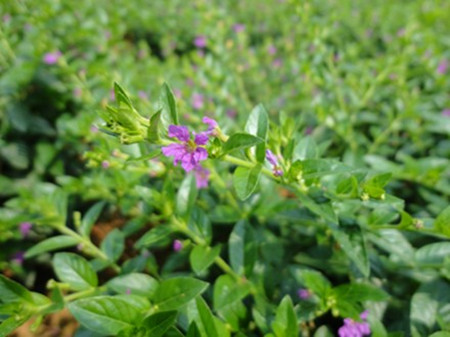 紫萼距花植株