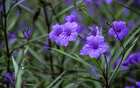 翠芦莉的繁殖方法 花百科