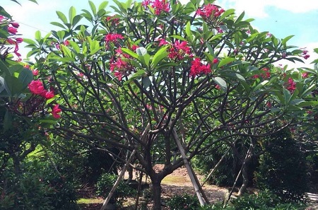 红鸡蛋花植株