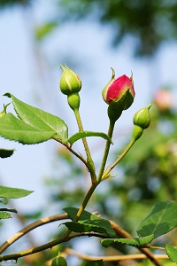 野蔷薇花苞