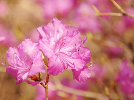 迎红杜鹃花朵