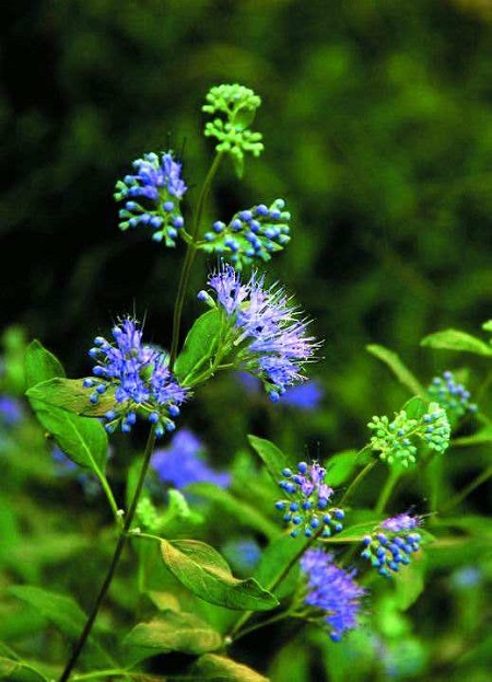 蒙古莸植株