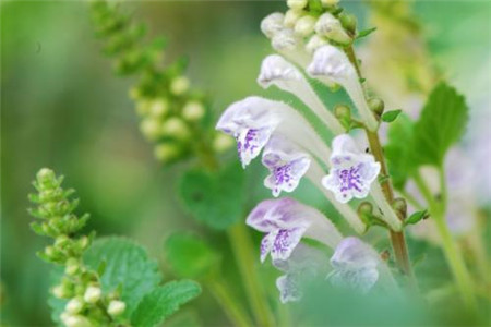 韩信草植株